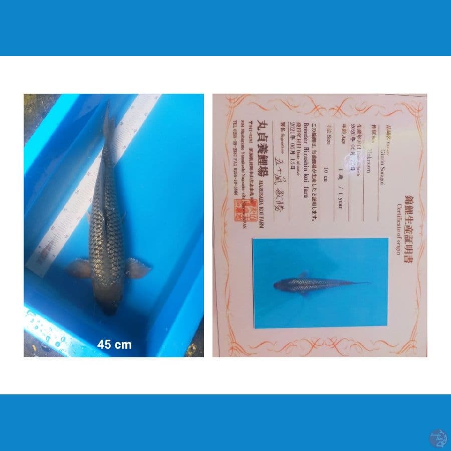 Soragoi Ginrin Punuk bulky import