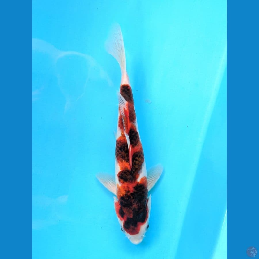 GOROMO 22CM UNCHEK