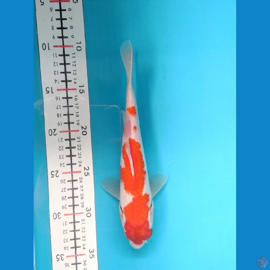 KOHAKU 23CM UNCHEK