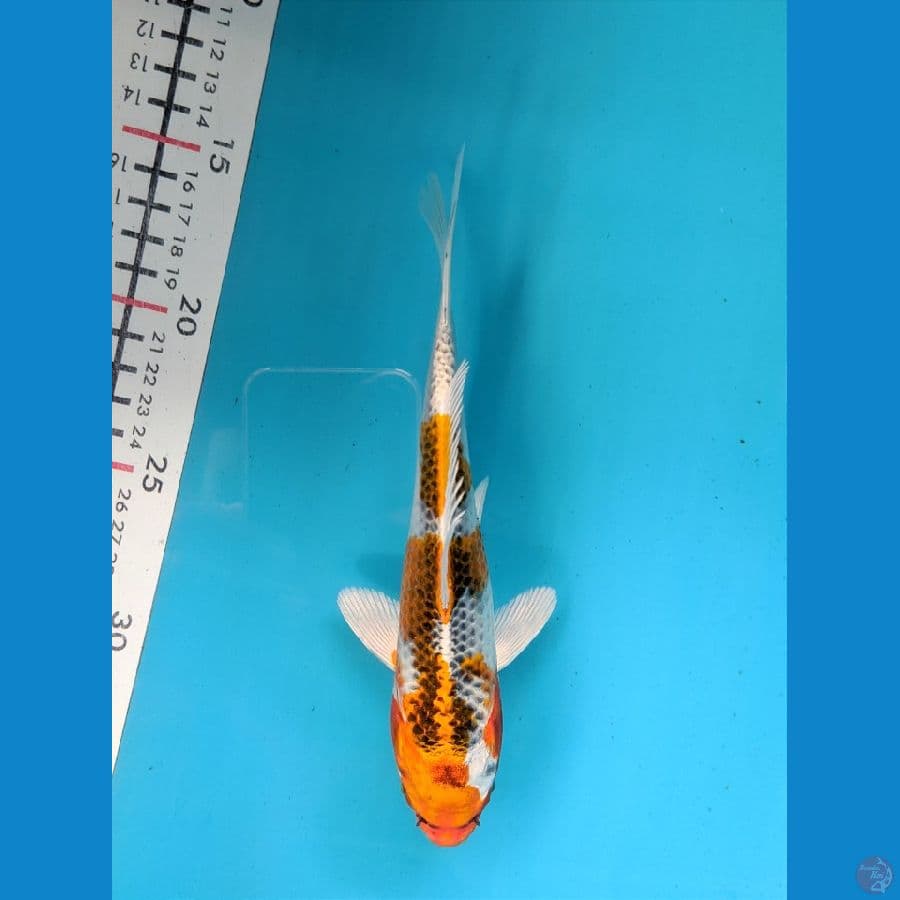 KUJAKU 20CM UNCHEK