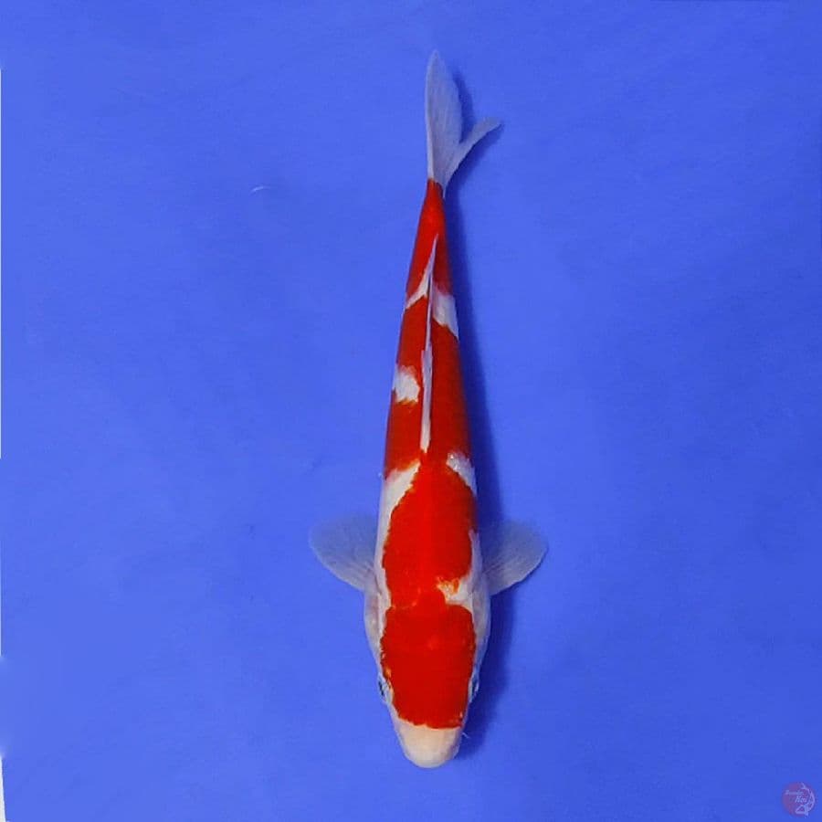 KOHAKU ORIGINAL 27cm/M