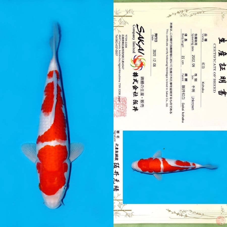 SAKAI SANDAN KOHAKU 29CM
