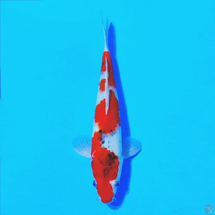 GOSHIKI 27cm/M
