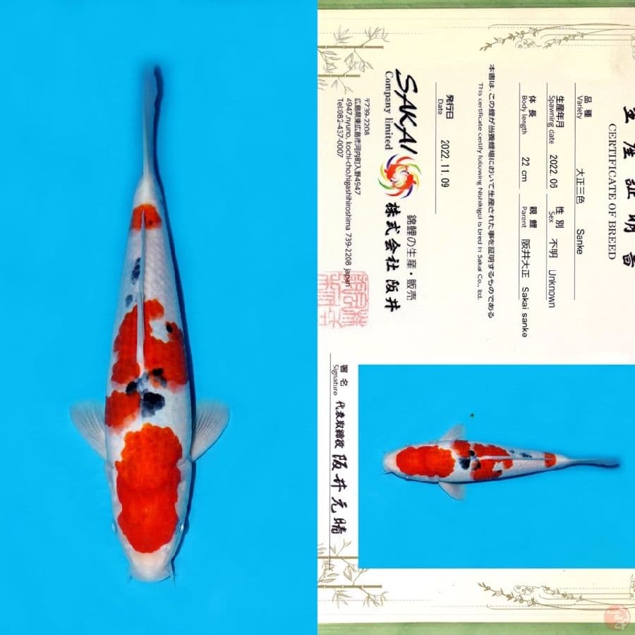 SAKAI YONDAN SANKE 29CM
