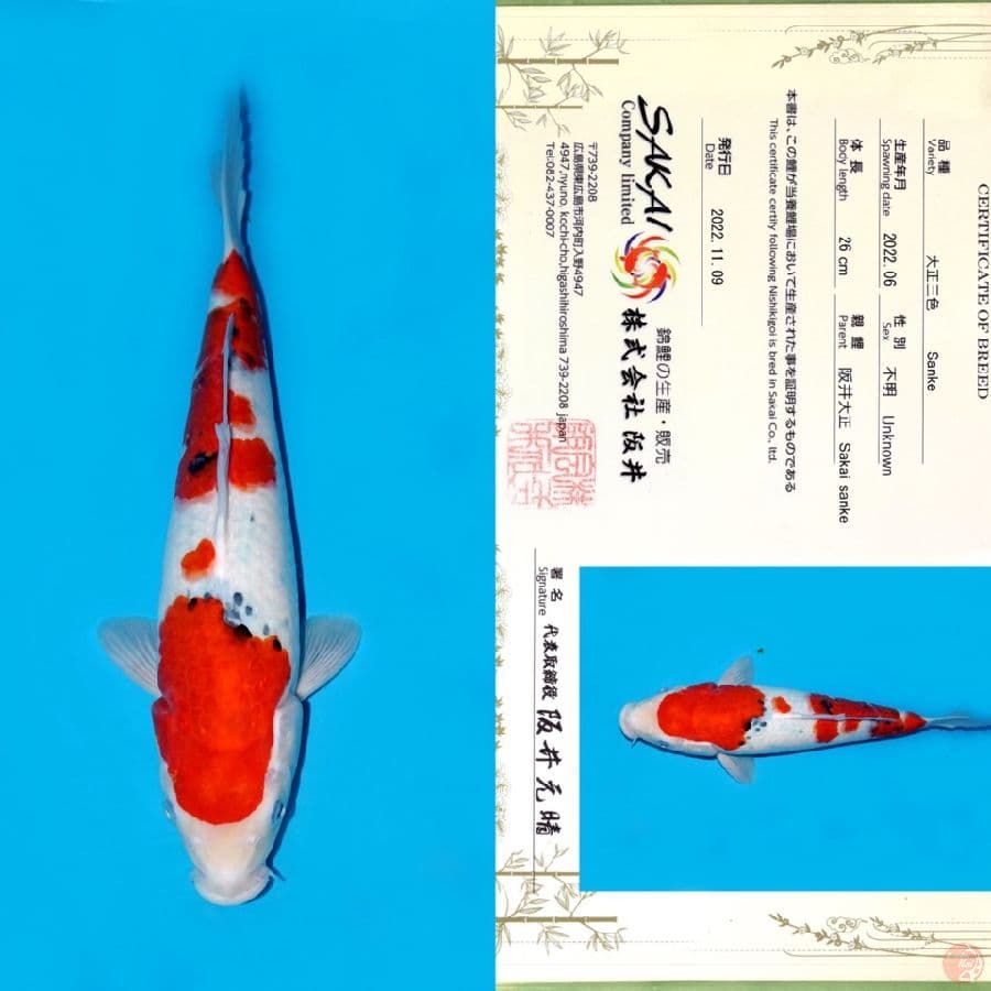 SAKAI SANDAN SANKE 33CM