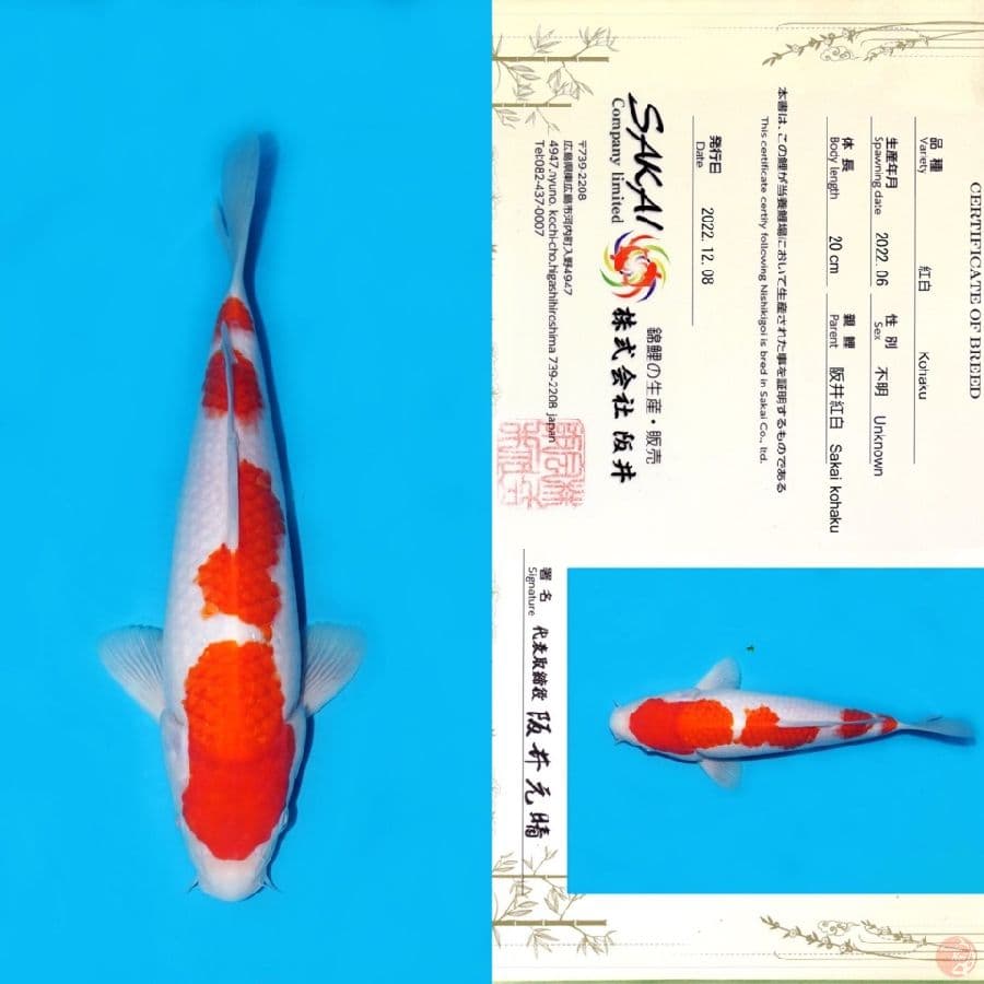 SAKAI YONDAN KOHAKU 27CM