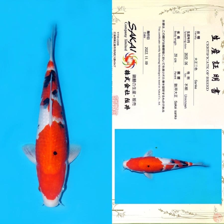 SAKAI SANDAN SANKE SQ 27CM