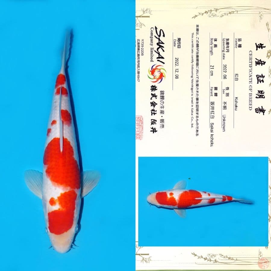 SAKAI SAKURA KOHAKU HQ 28CM