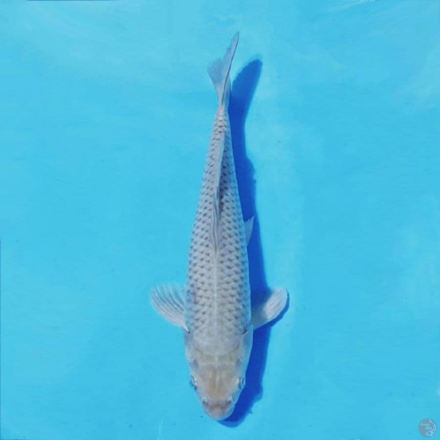 SORAGOI 30cm/M