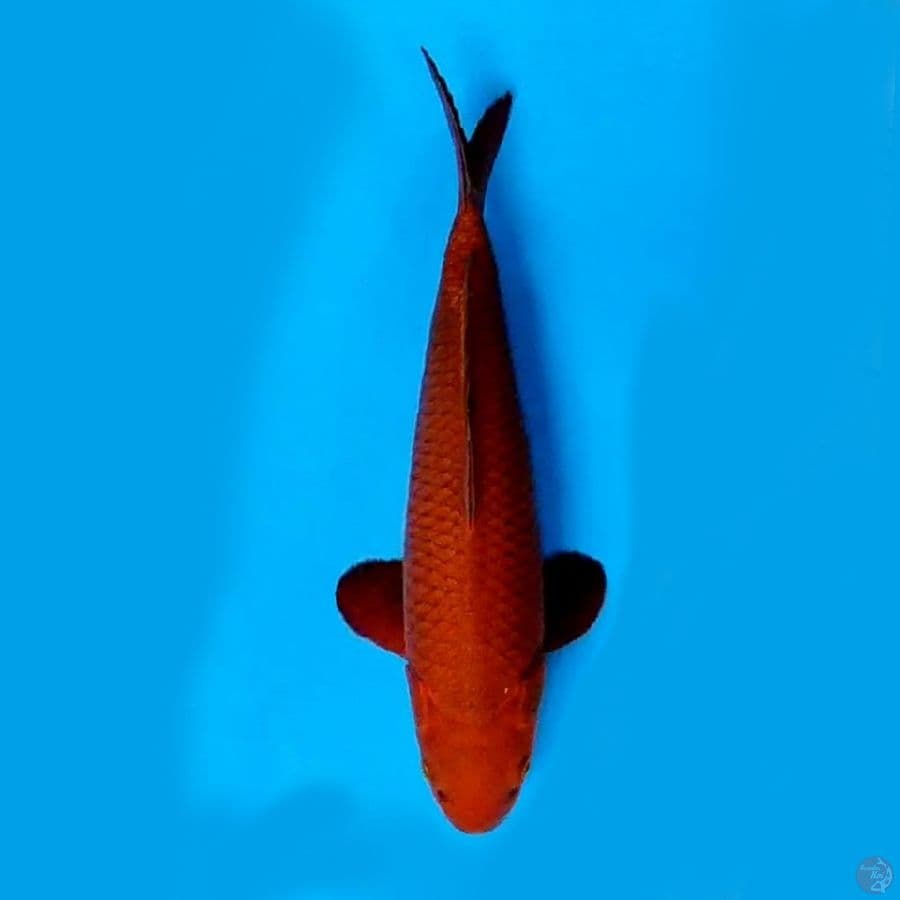 CAGOI TEMBAGA BODY JOS # 31 CM MALE
