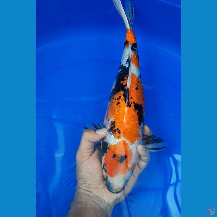 Ginrin Showa 35Cm