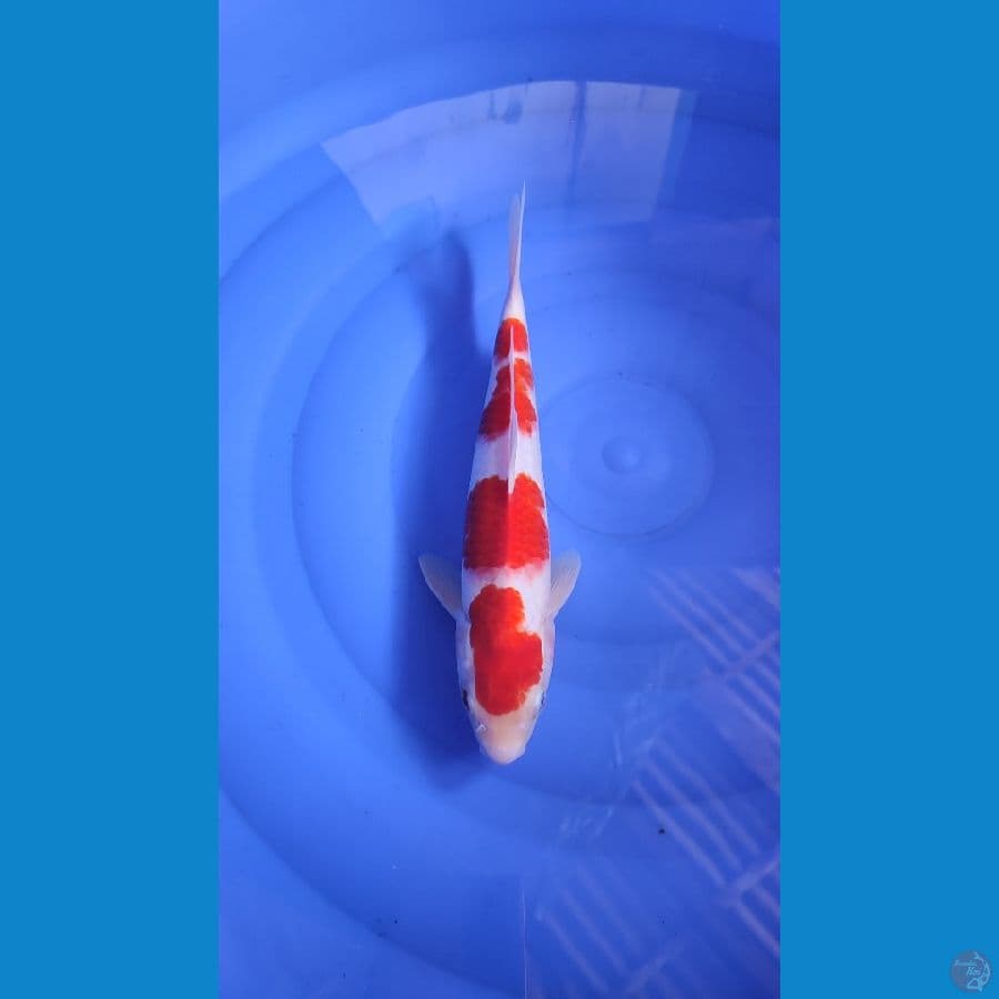 original kohaku