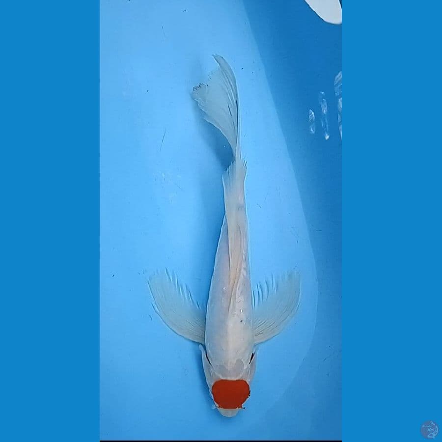 kumpay TC sanke size : 36 cm jsntan