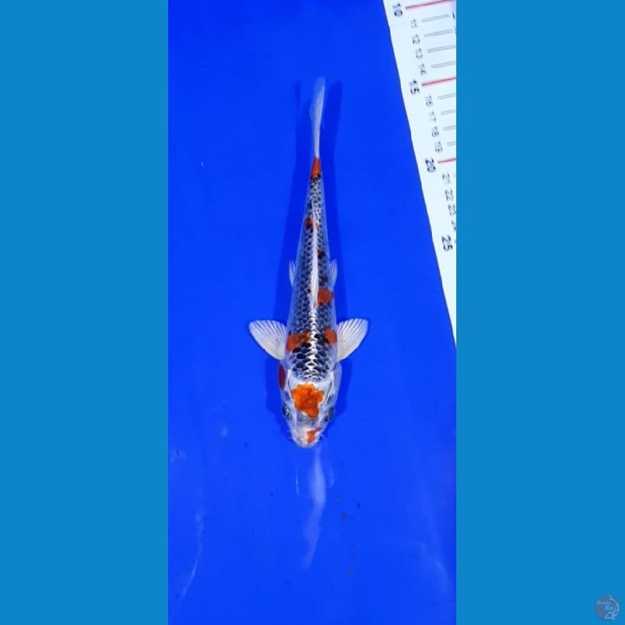 Kujaku 21CM