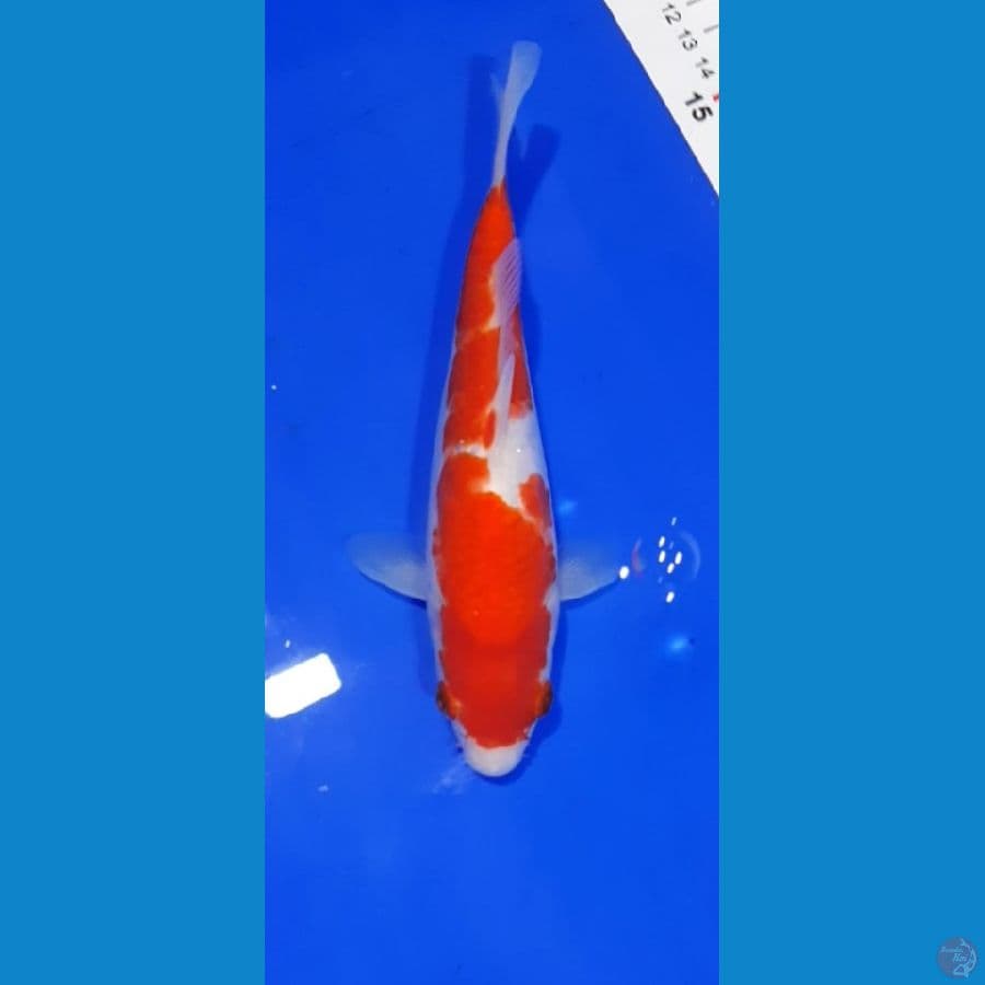 Aragoke Kohaku HQ 18CM