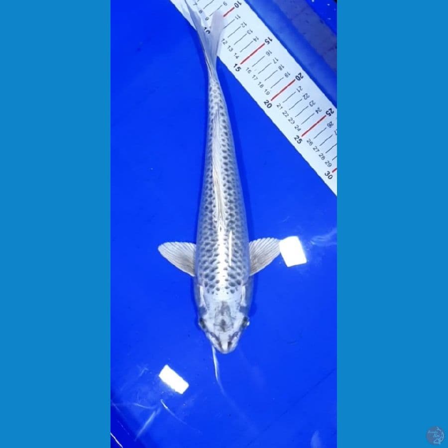 Mukasi Ogon 35CM