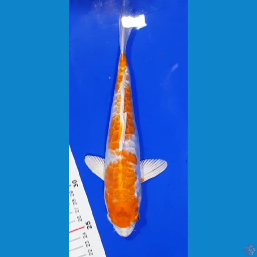 Hariwake Aragoke 25CM