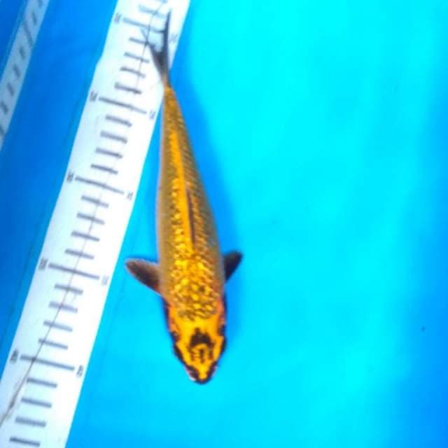GOLD mukashi ginrin
