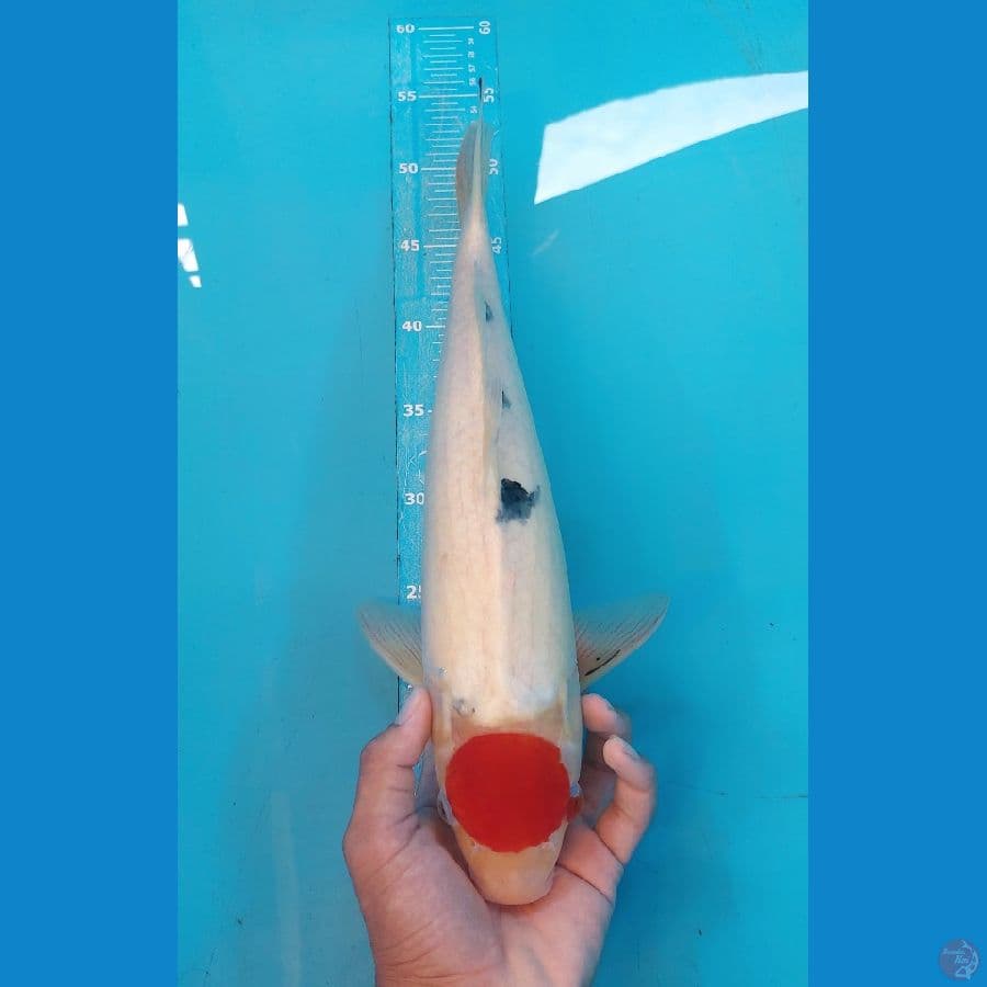 TC SANKE BULKY 44CM MALE