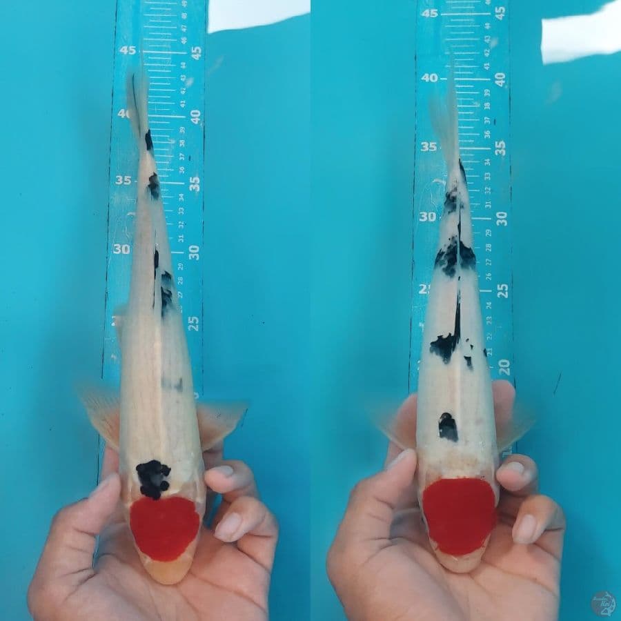 35-32cm All.male strong