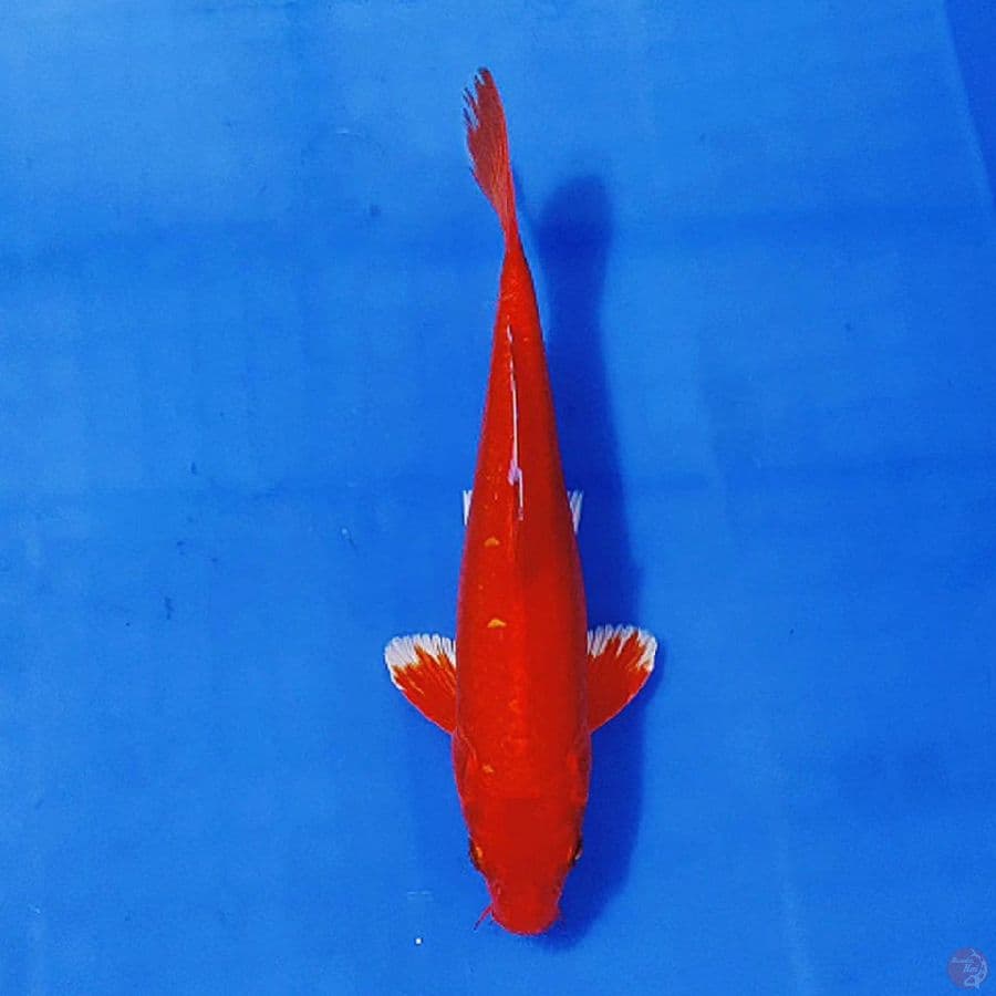 RED MASUHA OGON 22cm/M