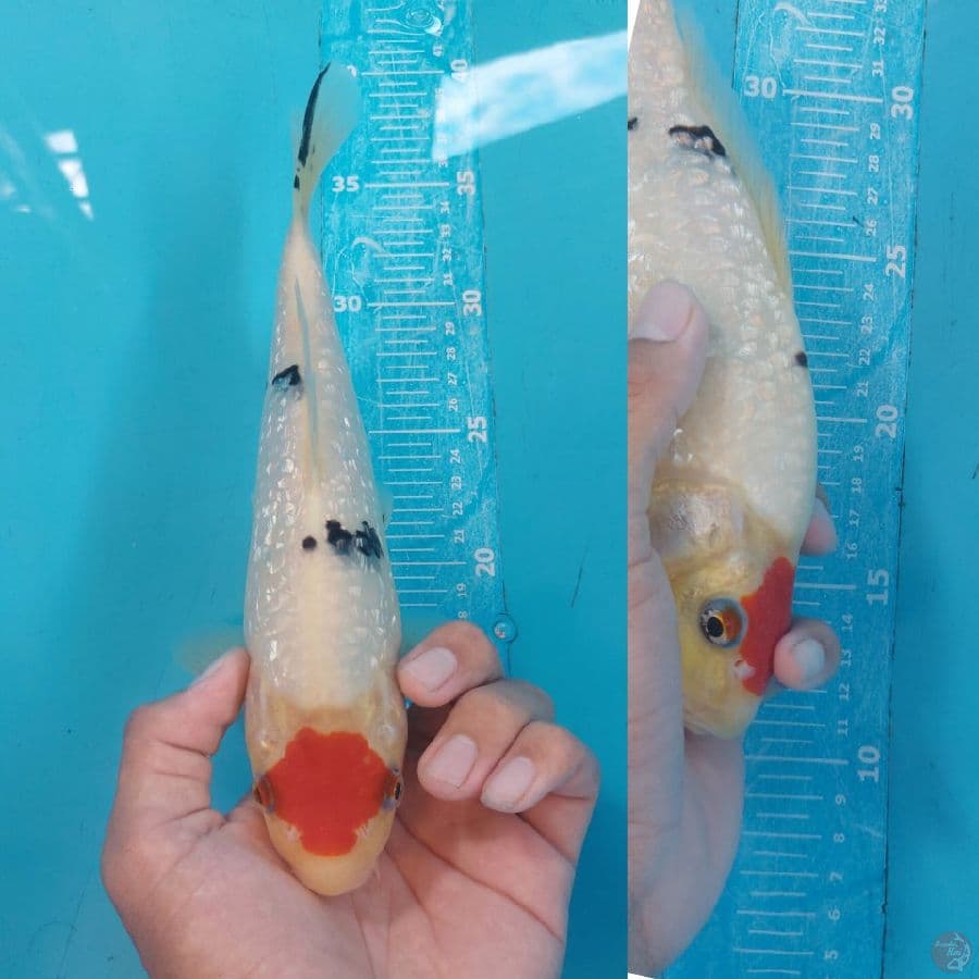 TC sanke bbyfash munuk 27cm male