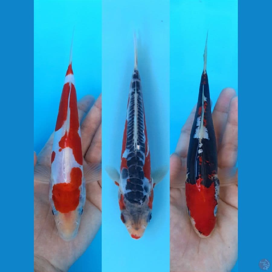 TRIO NAKAMA - KOHAKU DOITSU, HANSUI, BENIKUMON 19-20+CM
