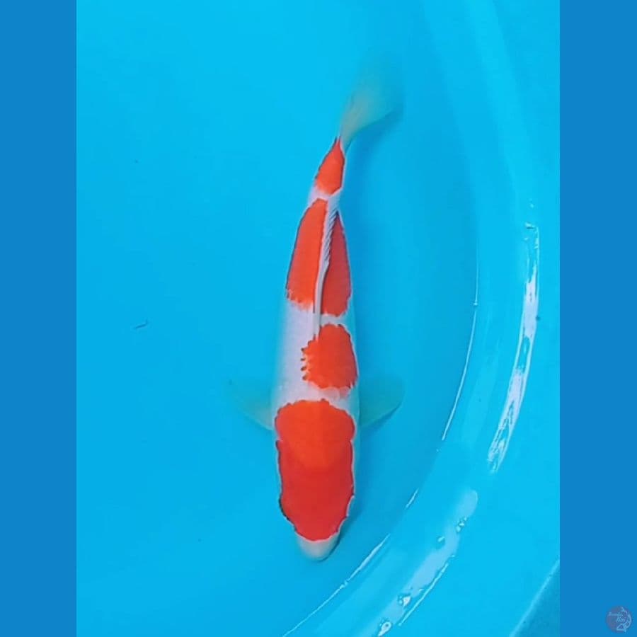 kohaku 29cm male