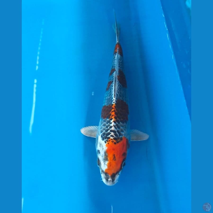 kujaku 22cm