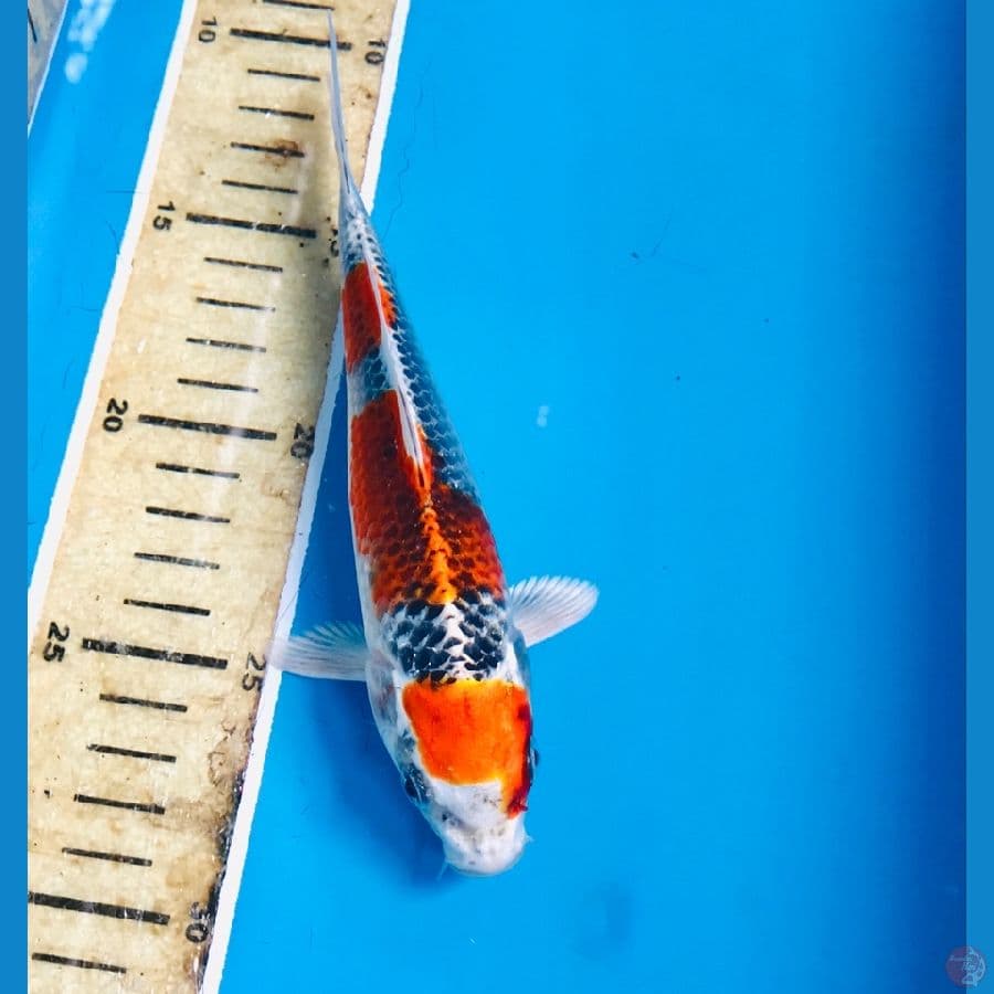 kujaku 17cm