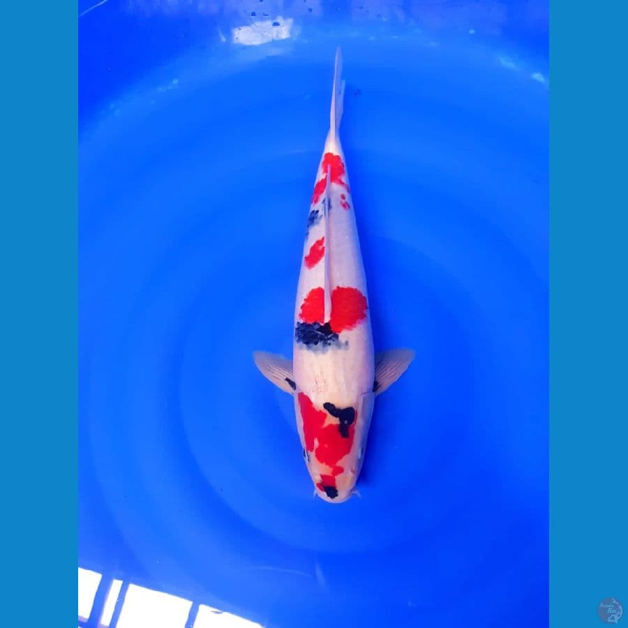 Kindai showa male 42cm original good skin