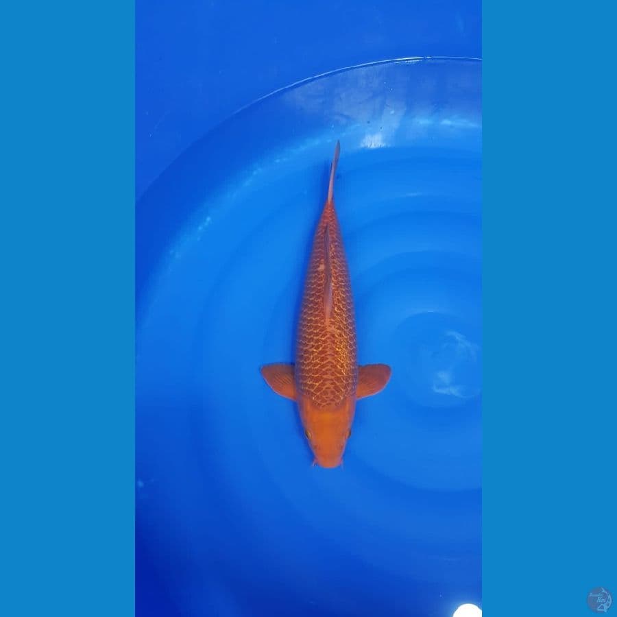 Karamel fuull ginrin 45cm male HQ