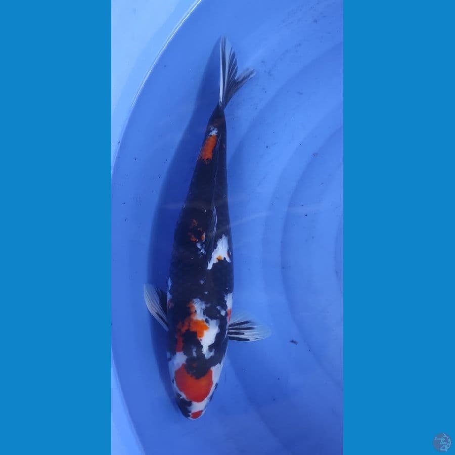 SHOWA BADAK (01) 42 cm