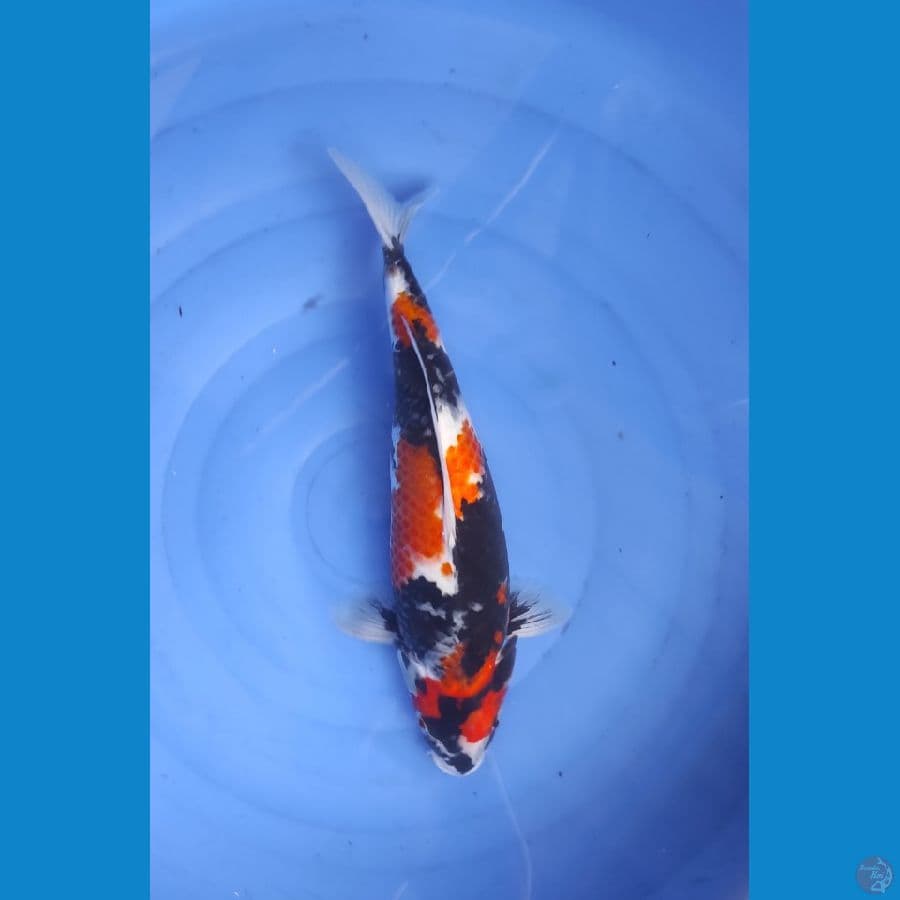 SHOWA BADAK (02) 41CM