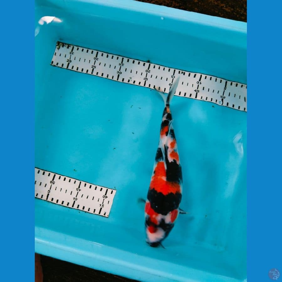 showa 27cm bulky