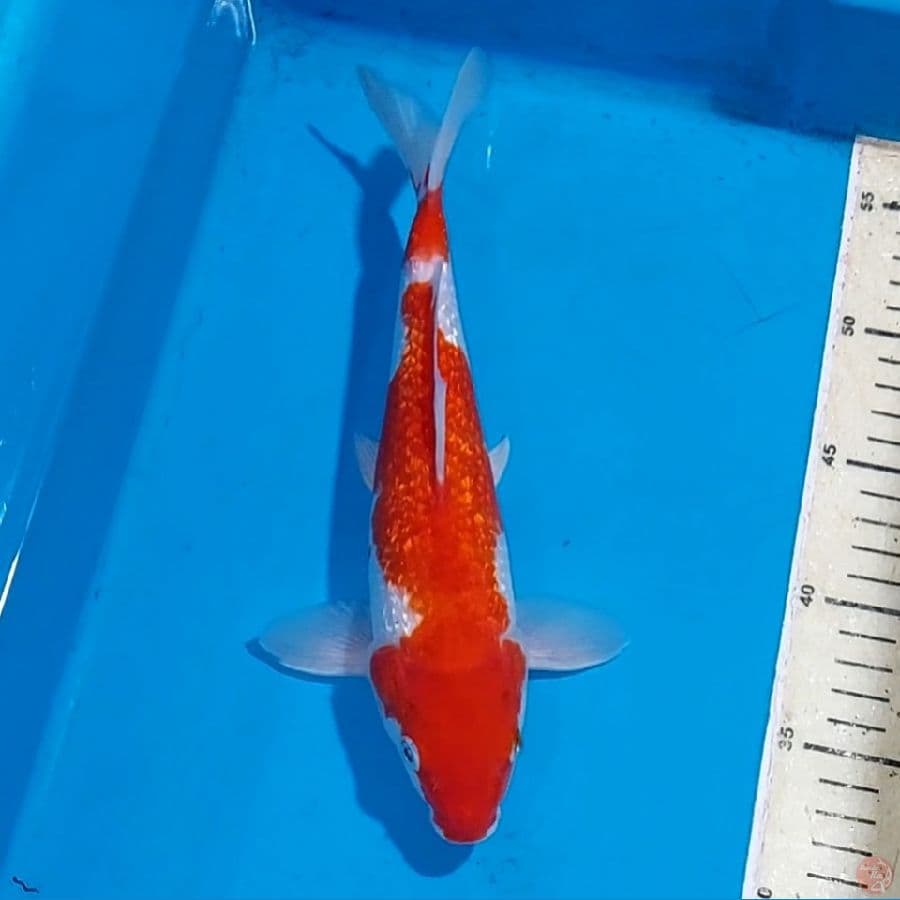 KOHAKU GINDRIN 27 CM