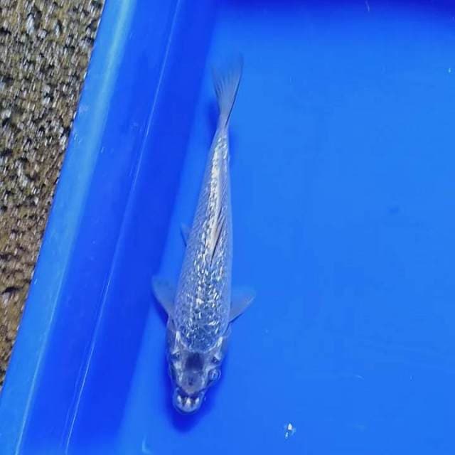 Silver kawarimono ginrin