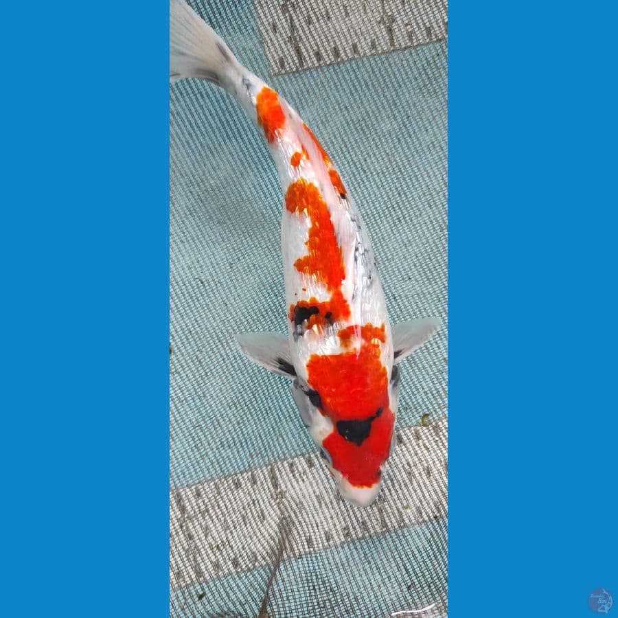 shoea 22cm