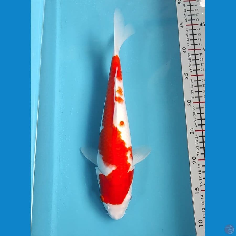 33cm
