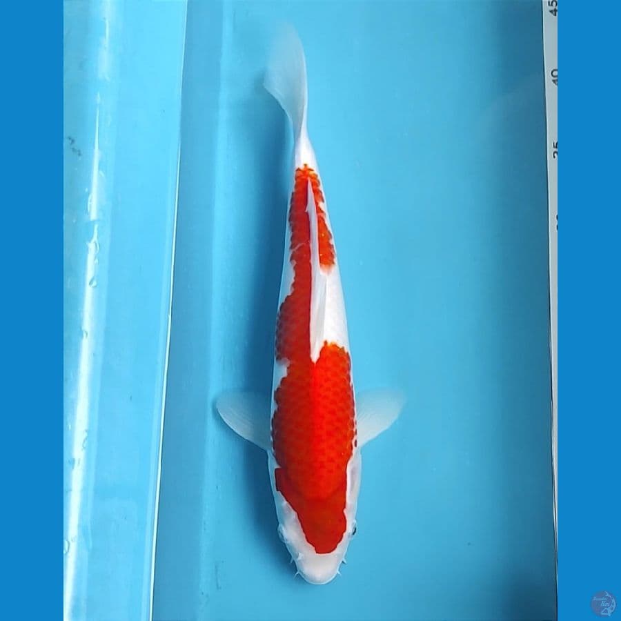 35cm