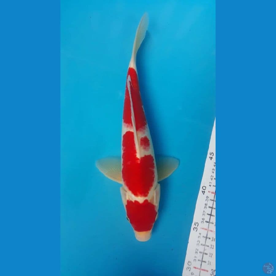 Kohaku Male 29cm