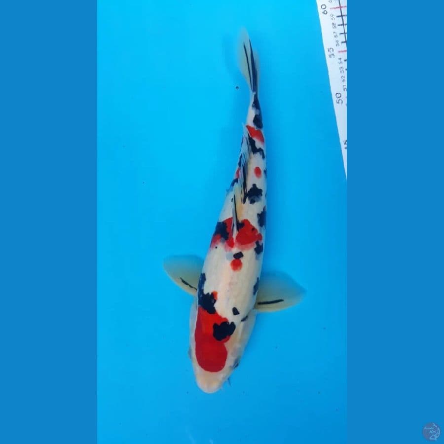 Sanke Male 32cm