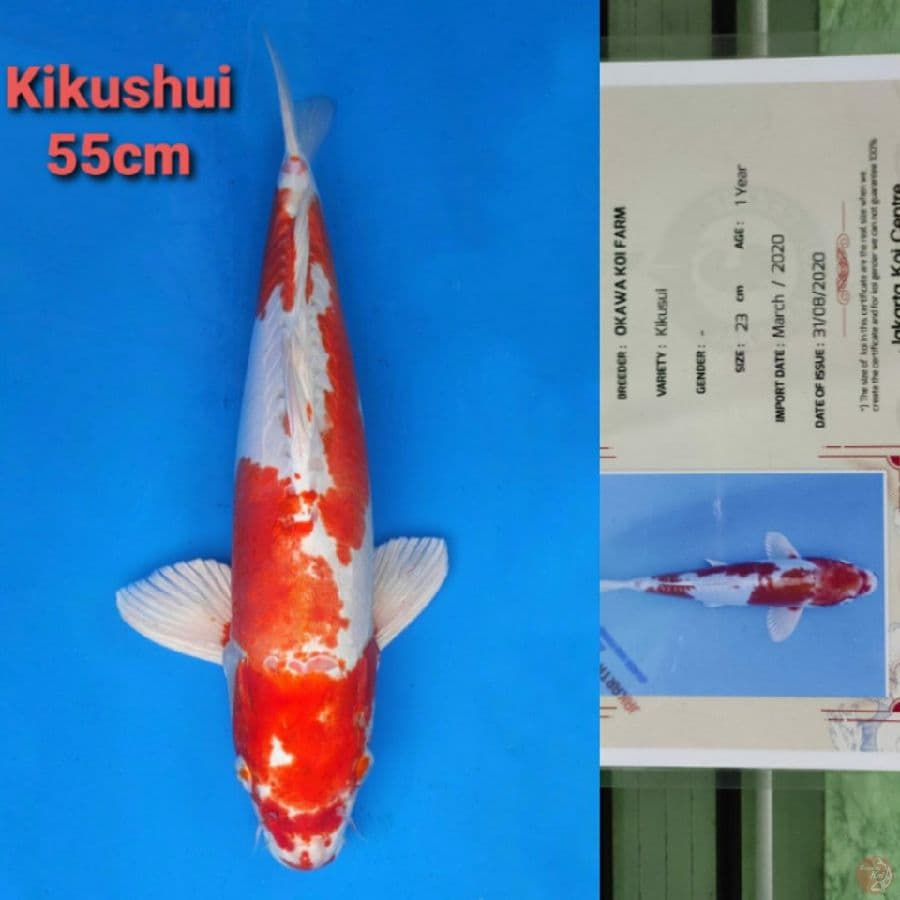 OKAWA KIKUSHUI 55CM SERTI