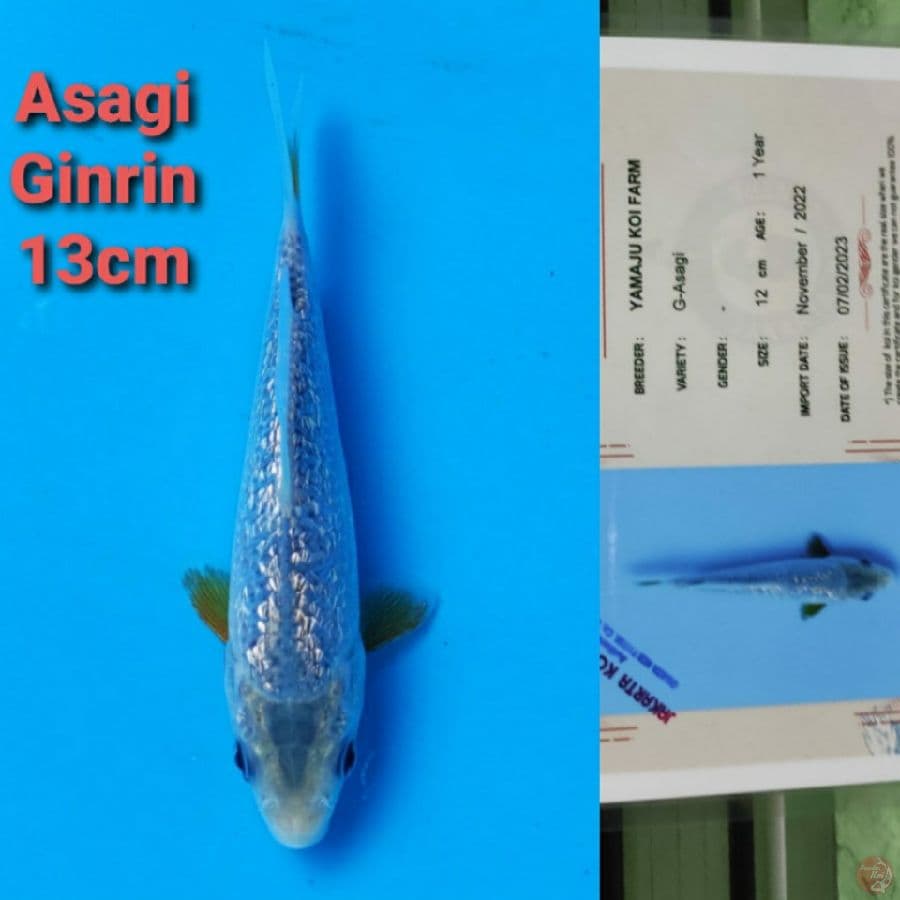 YAMAJYU ASAGI GINRIN 13CM SERTI