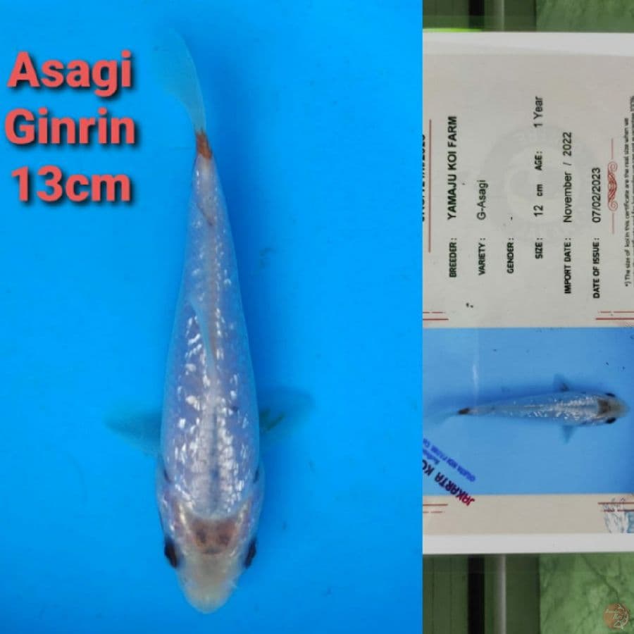 YAMAJYU ASAGI GINRIN 13CM SERTI