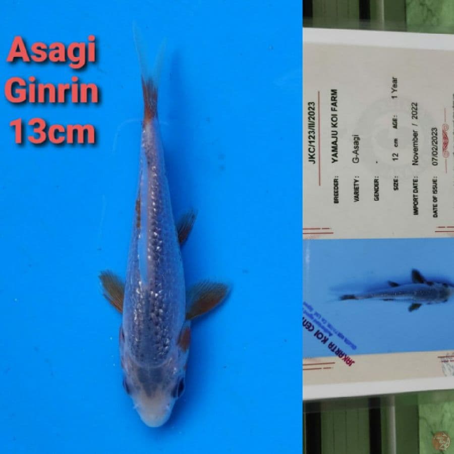 YAMAJYU ASAGI GINRIN 13CM SERTI