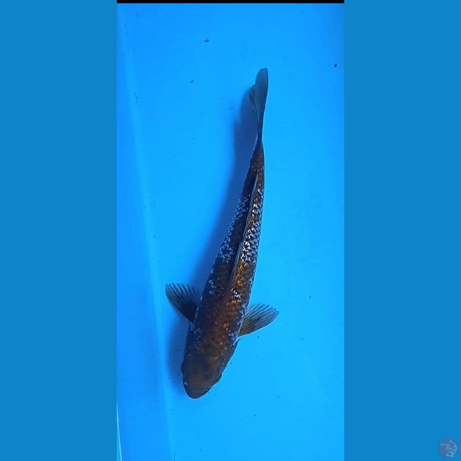 ochiba gindrin size : 29 cm jantan