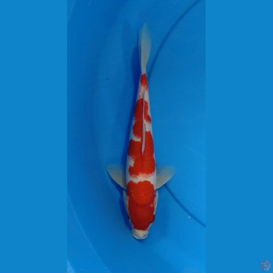 Kohaku 26cm