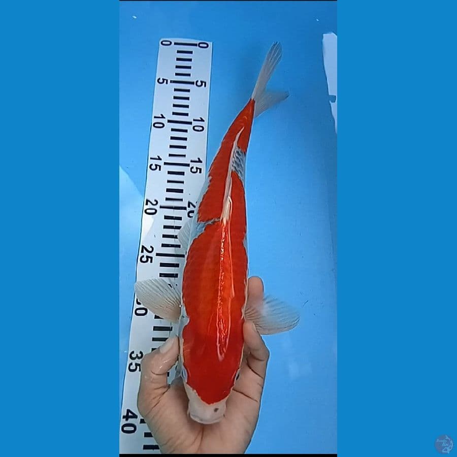 goshiki inayuma merah size : 39 cm jantan