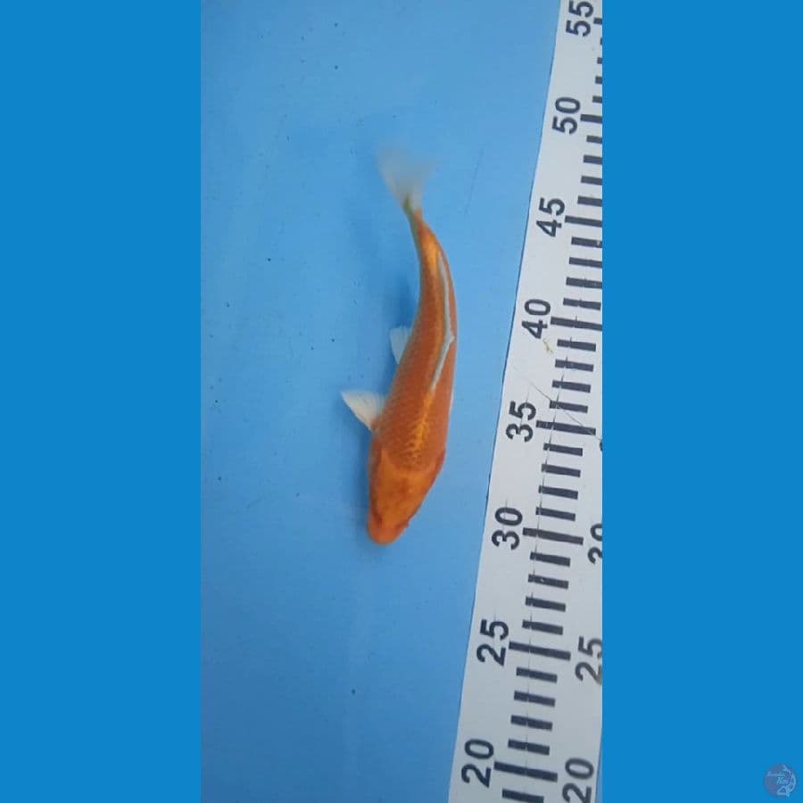 matshuba size 18 cm jantan